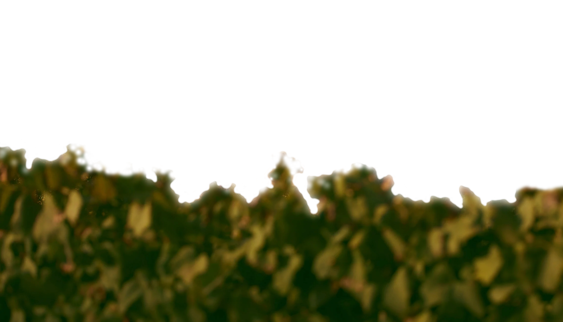 Finca Startbild Vordergrund